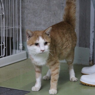 とっても人懐っこい【天音（あまね）】くん