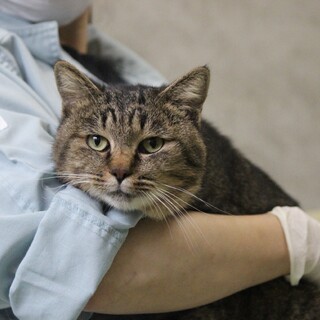 穏やかなキジトラの【天斗（たかと）】くん