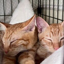 譲渡会を開催します！ サムネイル2