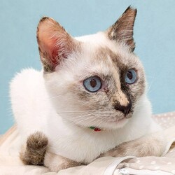 譲渡会を開催します！ サムネイル3