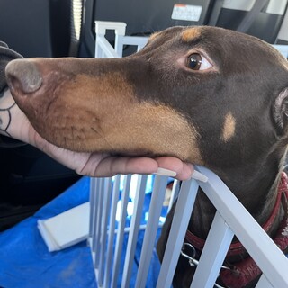 ドーベルマン3歳の女の子