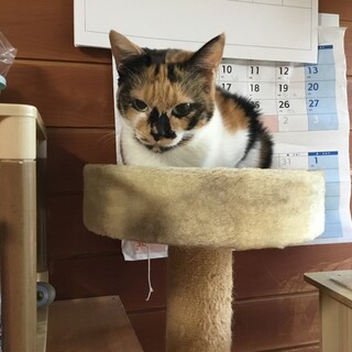 人懐こいミケちゃんです。