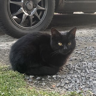 黒猫の子猫ちゃんの里親さん募集中です!
