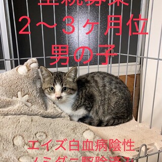 地域猫の新しく顔を出した子が産んだ子猫です。