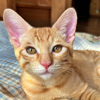 元気いっぱいな茶トラの子猫♪慎重派のあおいくん♡