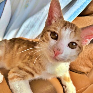 好奇心旺盛な茶白の子猫♪お顔も可愛い♡ひなたくん