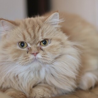 ぼふモフ‼️サンディちゃん‼️