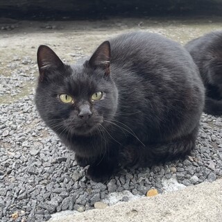 黒猫さんの里親さん募集中です!