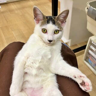 キジ白子猫♪賢くて可憐なあやめちゃん♡遊ぶのも好き