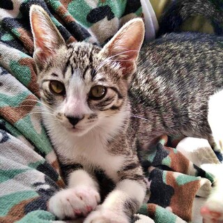 キジ白子猫♪元気いっぱい人懐っこい♡れんげちゃん