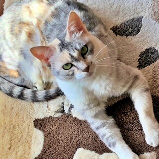 パステル三毛の美人♪人が大好き甘えん坊♡ナミちゃん