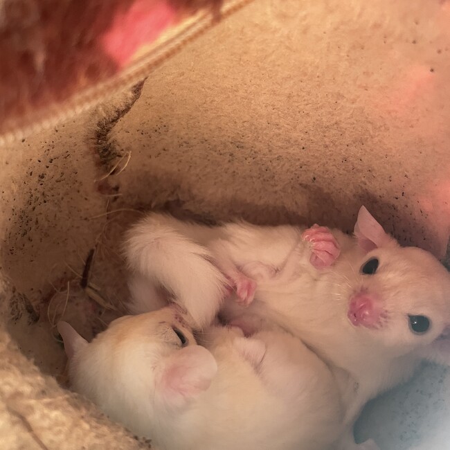ハク・マイのカバー写真