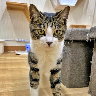 キジ白男子♪元気いっぱいのおしゃべりさん♡カイくん