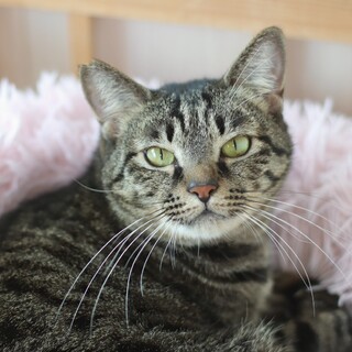 レンガ色のお鼻！シャンシャンくん！