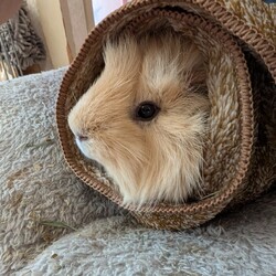 「手術をしない方針に決めました」サムネイル2