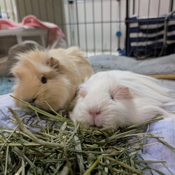 「手術をしない方針に決めました」サムネイル3