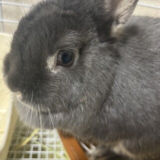 うさぎ　ネザーランドドワーフ