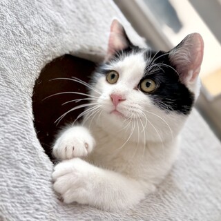 ふくふくまんまる美少年おにぎり小僧くん