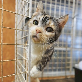 【緊急募集】4歳くらいスコティッシュ女の子♀