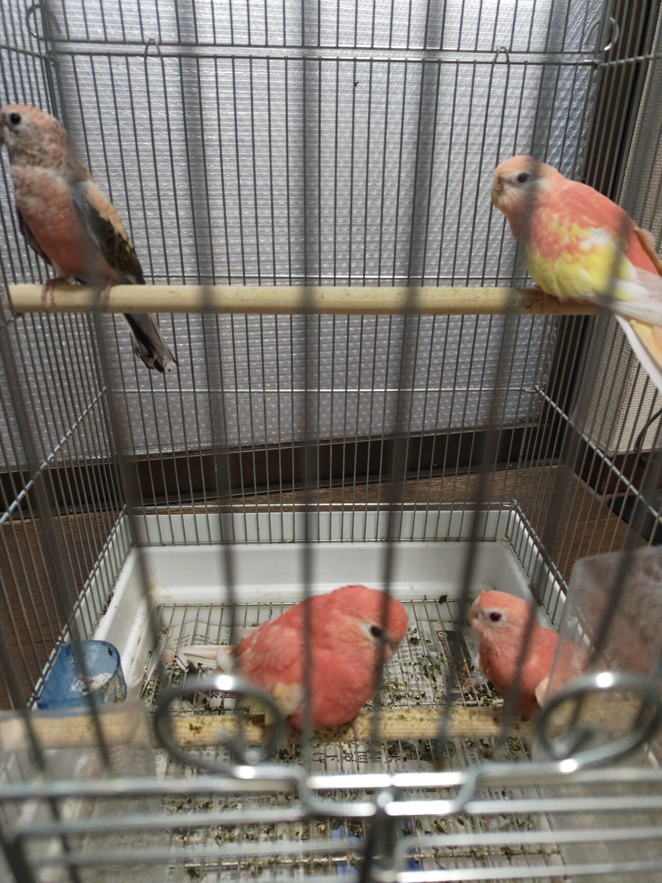 ブライス人形　里親募集 里親様決まりました、皆さ」東京都 - 鳥の里親募集(531712