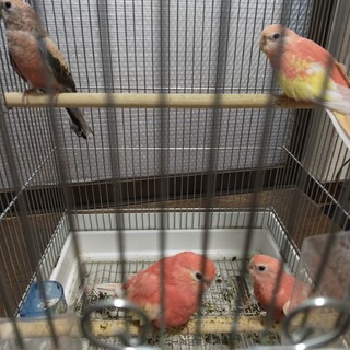 里親様決まりました、皆さま有り難うございました。