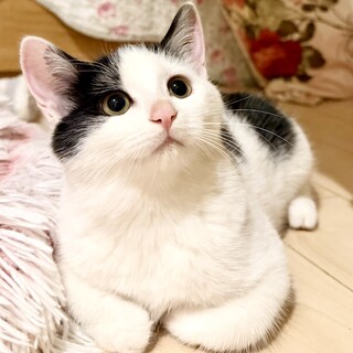 ハチワレ美少女おにぎり小娘ちゃん