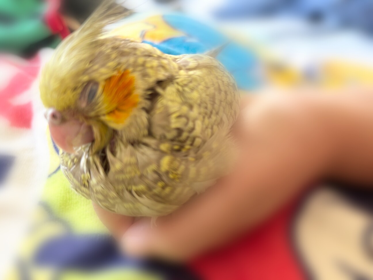 インコ 文鳥 キンカチョ」大分県 - 鳥の里親募集(531714) :: ペット