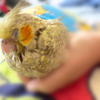 インコ 文鳥 キンカチョウ 里親様募集