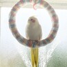 インコ 文鳥 キンカチョウ 里親様募集 サムネイル2