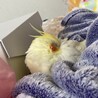 インコ 文鳥 キンカチョウ 里親様募集 サムネイル3