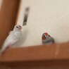 インコ 文鳥 キンカチョウ 里親様募集 サムネイル4