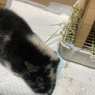 テディモルモット♂3才