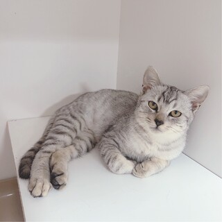 【ムギちゃん】綺麗なカラーの沖縄保護っ子！