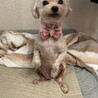新しい家族になってください サムネイル2