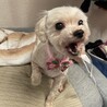 新しい家族になってください サムネイル3