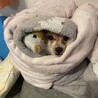 新しい家族になってください サムネイル4