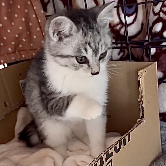 人懐こくて甘えん坊で元気いっぱいサバ白ジオ君 サムネイル7