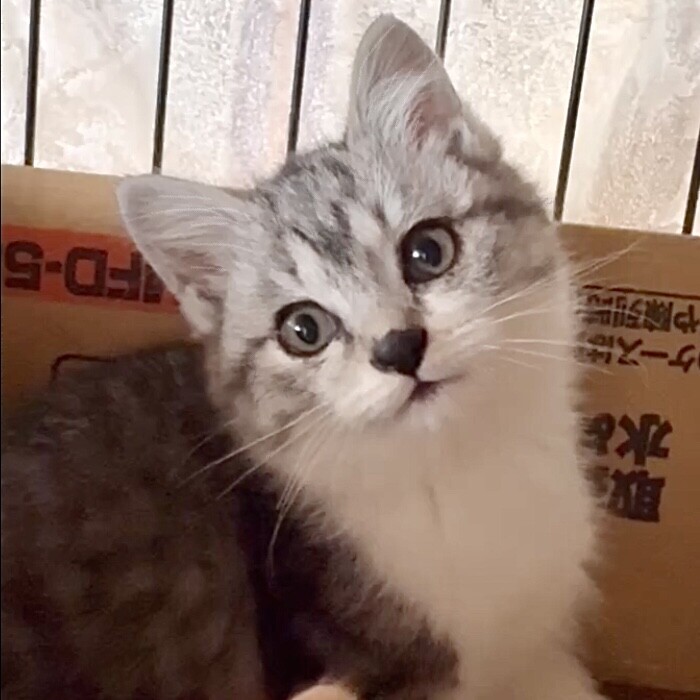 人懐こくて甘えん坊で元気いっぱいサバ白ジオ君 サムネイル3