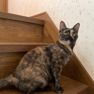 人懐こい大物サビ猫さつきちゃん