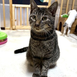 人が好き抱っこ好き穏やかな男の子ナック君