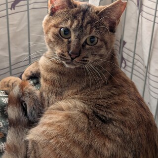 オレンジが美しい【かなで】