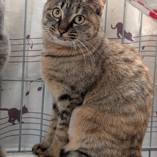 おっとり系女子【ひびき】