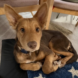 スクスク成長中！八朔です！