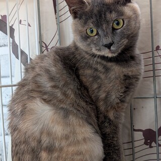 穏やかな女の子【あこ】