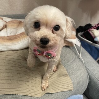 新しい家族になってください