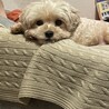 新しい家族になってください サムネイル5