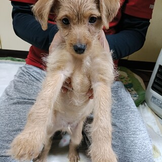 戻って来たので再度募集中､雄のノア君!