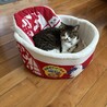 たかはるかけ