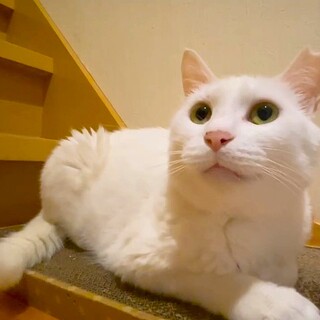 きれいなルルちゃん！