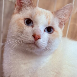 ブルーアイの男の子　キャナリー